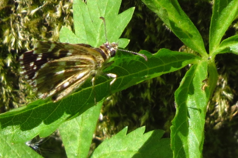 Pyrgus, ma quale? Pyrgus malvoides